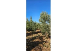 Ferme équipée de 4 hectares région de marrakech