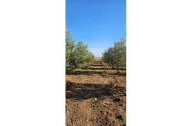 Ferme équipée de 4 hectares région de marrakech